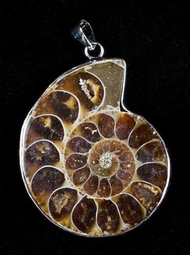 Polished Ammonite Pendant #3610